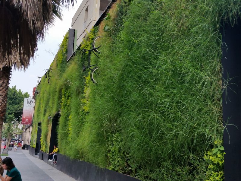 A live grass wall, one the most unique examples of Mexico City's street art.