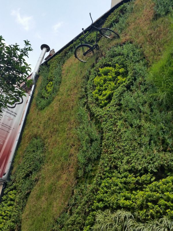 A live grass wall with a bicycle on it - one the most unique examples of Mexico City's vibrant street art scene.