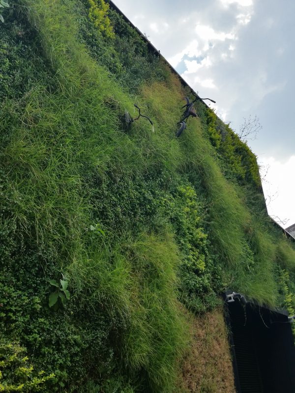 A live grass wall on the side of a building - one of the most unique examples of Mexico City's vibrant Centro Historico street art scene.