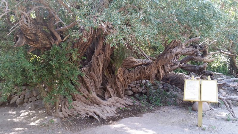 A very large, knotted, ancient olive tree in Baja California, Mexico.