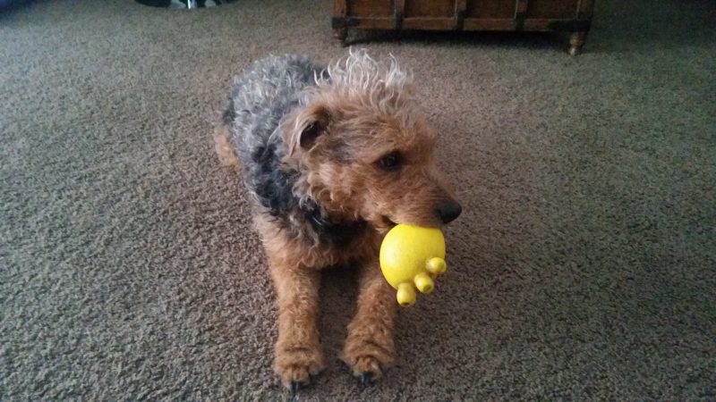 A Yorkshire Terrier from a long-term house sitting assignment laying down on a carpeted floor with a yellow toy in its mouth.