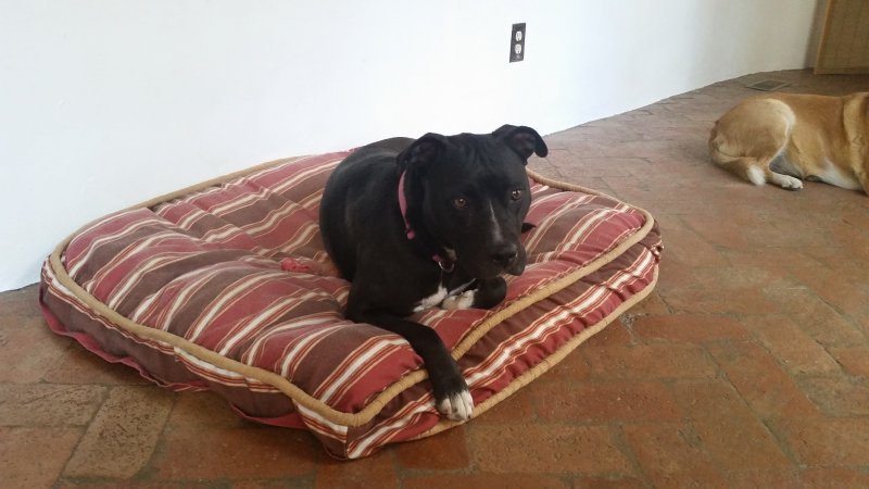 A black pitbull sitting on a stripped pattern dog bed.