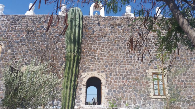 Cactus with a Baja California mission in Mulege, Mexico in the background.