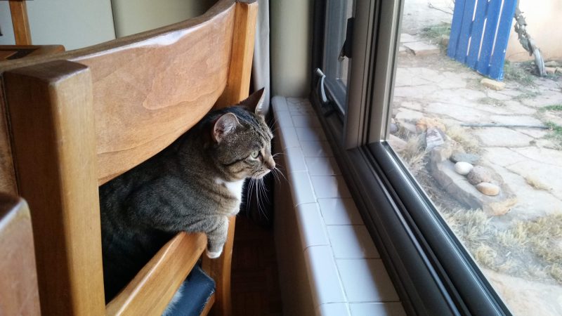 A Tabby cat leaning over the back of chair and staring out a window.