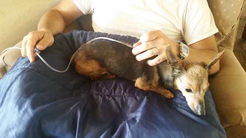 A caretaker on a long-term house sitting assignment administering an intravenous drip to a small elderly dog.