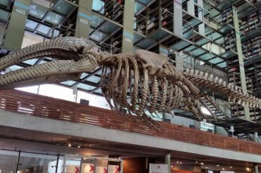 A whale skeleton hanging from a ceiling in a library.