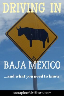 A yellow road sign in Baja Mexico with an image of a cow.