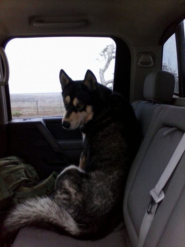 A husky dog in the front seat of a car.