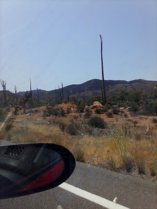 Boojum tree seen from the front seat of a passing car.