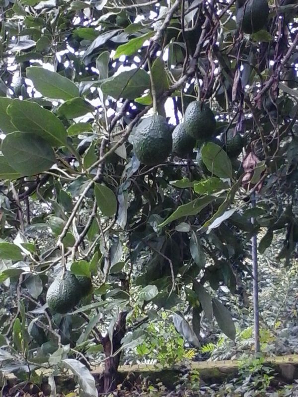 Avocados growing on a tree in Michoacan state in Mexico.