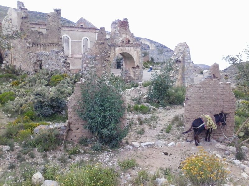 A donkey in front of the ghost town above Real de Catorce in San Luis Potosi state in Mexico.