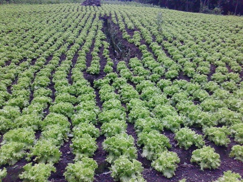 Rows of green lettuce in a field.