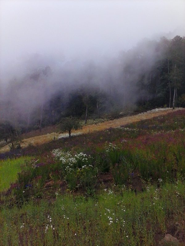 A field of flowers with clouds rolling in.