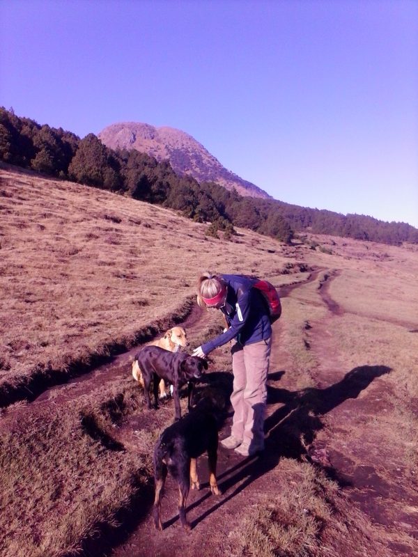 A woman in a blue jacket hiking Volcan Tajumulco with 3 dogs.