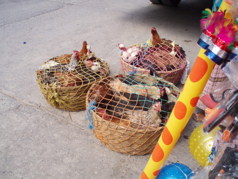 Three baskets of live chickens with netting over them.